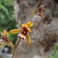 Cymbidium